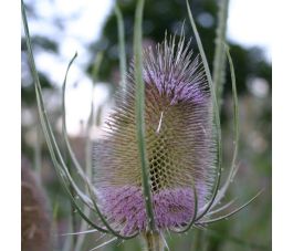 Dipsacus fullonum - Cardère sauvage - BIO