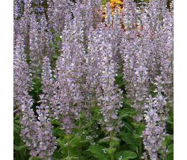 Salvia sclarea - Sauge sclarée - BIO