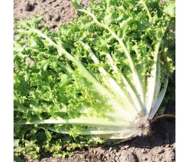 Endive - Wallonne - BIO