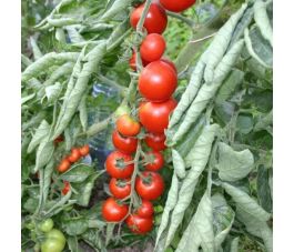 Tomate cerise - Miel du Mexique - BIO - 50% de remise - germination réduite