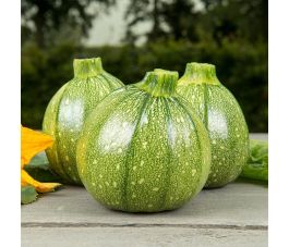 Courgette à fruits ronds - Ola Redonda - BIO