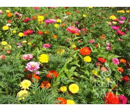 Mélange de fleurs - Rêve d’été - BIO