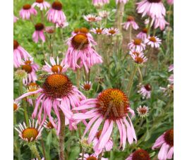 Echinacea angustifolia - BIODYNAMIQUE