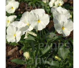 Viola wittrockiana - Pensée - Jungfrau - BIODYNAMIQUE