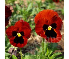 Viola wittrockiana - Pensée Lueur des Alpes - BIO