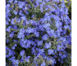 Anchusa officinalis - Buglosse du cap - BIODYNAMIQUE