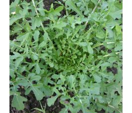 Roquette - Esmee - BIO