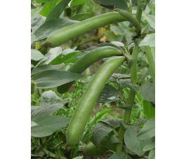 Fève - Witkiem - BIO