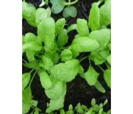 Cresson turque - BIO