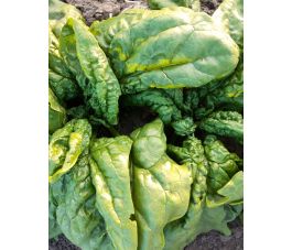 Epinard - Tineke's Spinazie - BIO