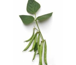 Haricot nain - Arosa - BIO