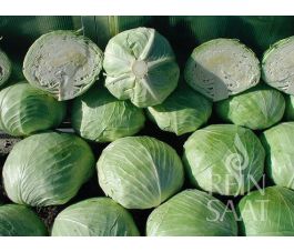 Chou blanc - Holsteiner Platter - BIODYNAMIQUE