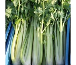 Céleri à côtes - Putse Witte - BIO