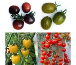 Mélange de tomates cerises et cocktail - BIO