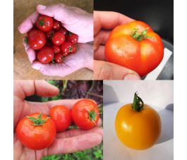 Mélange de tomates buissonnantes - BIO