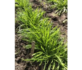 Plantain corne de cerf - BIO