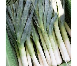 Poireau d'automne/d' été - Hilari - BIO