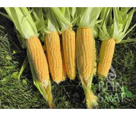 Maïs sucré - Ashworth - BIODYNAMIQUE - 50% de remise - germination réduite