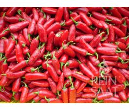 Piment - Jalapeno Ruben - BIODYNAMIQUE - 50% de remise - germination réduite