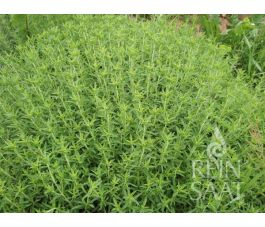 Sarriette des montagnes - Satureja montana - BIO - 50% remise - germination réduite