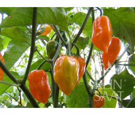 Piment - Habanero Orange - BIODYNAMIQUE - 50% remise - germination réduite