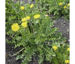 Taraxacum officinalis - Pissenlit - BIO