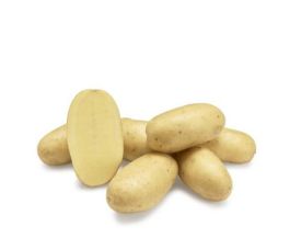 Plants de pomme de terre - Levante - taille A 30/40 - 1kg - BIO