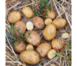 Plants de pomme de terre - Sevilla - taille A 28/35 - 1kg - BIO