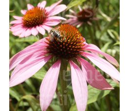 Echinacea purpurea - Echinacée pourpre - BIODYNAMIQUE