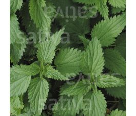 Urtica dioica - Grande ortie - BIODYNAMIQUE