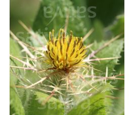 Cnicus benedictus - Chardon béni - BIODYNAMIQUE