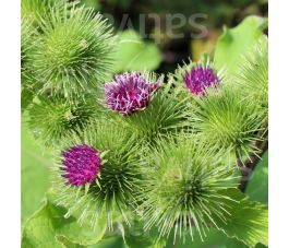 Bardane commune - Arctium lappa - BIODYNAMIQUE