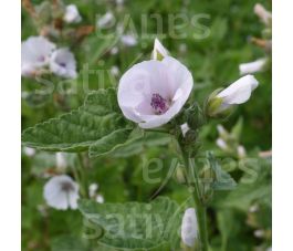 Guimauve officinale - Althaea officinalis - BIODYNAMIQUE