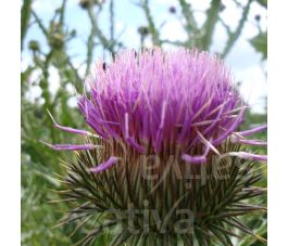 Onoporde acanthe - Onopordum acanthium - BIODYNAMIQUE