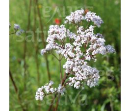 Valeriana officinalis - Valériane - BIODYNAMIQUE