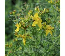 Hypericum perforatum - Millepertuis - BIODYNAMIQUE