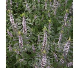 Leonurus cardiaca - Agripaume cardiaque - BIODYNAMIQUE