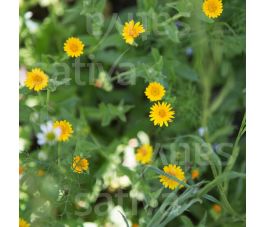 Calendula arvensis - Souci des champs - BIO