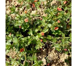 Anagallis arvensis - Mouron des champs - BIODYNAMIQUE