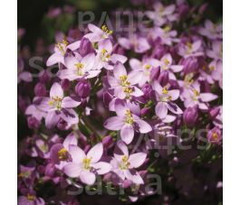 Centaurium erythraea - Petite-Centaurée - BIODYNAMIQUE