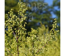 Artemisia annua - Absinthe chinoise - BIODYNAMIQUE