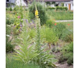 Verbascum phlomoides - Bouillon blanc - BIODYNAMIQUE