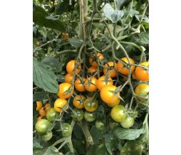 Tomate cerise - Cerise Gelb - BIO