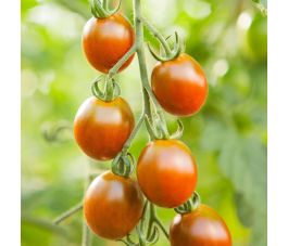 Tomate cerise - Bronzy - BIO