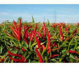 Piment/Chili - Red Gunda - BIODYNAMIQUE