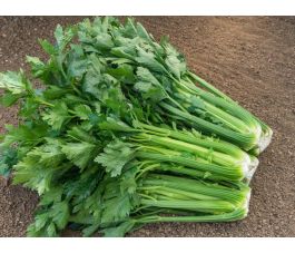 Céleri branche - Tall Utah - BIODYNAMIQUE