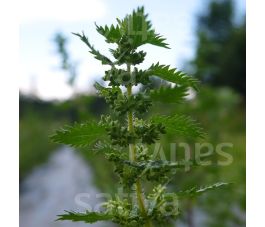 Urtica urens - Ortie brûlante - BIODYNAMIQUE