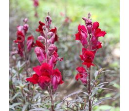 Antirrhinum majus - Muflier 'Black Prince' - BIODYNAMIQUE