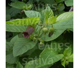 Atropa belladonna - Belladone - BIODYNAMIQUE