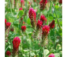 Trèfle incarnat 150g - BIO